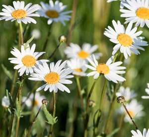 Gänseblümchen auf einer Wiese