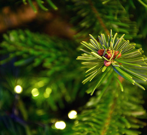 Tannenbaum