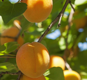 Aprikosen, Foto: fotolia.de