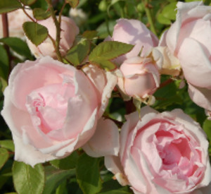 Rosafarbene Rosen. Foto: K. Rheingans