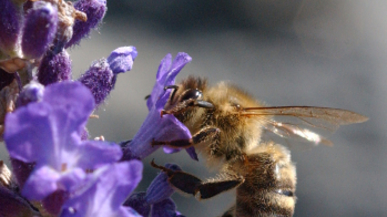 Biene an einer Blüte Biene an einer Blüte