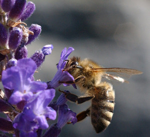 Biene an einer Blüte