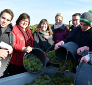 Weinlese in Dexheim mit Umweltministerin Ulrike Höfken