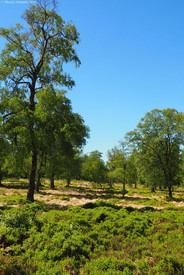 Moorlandschaft