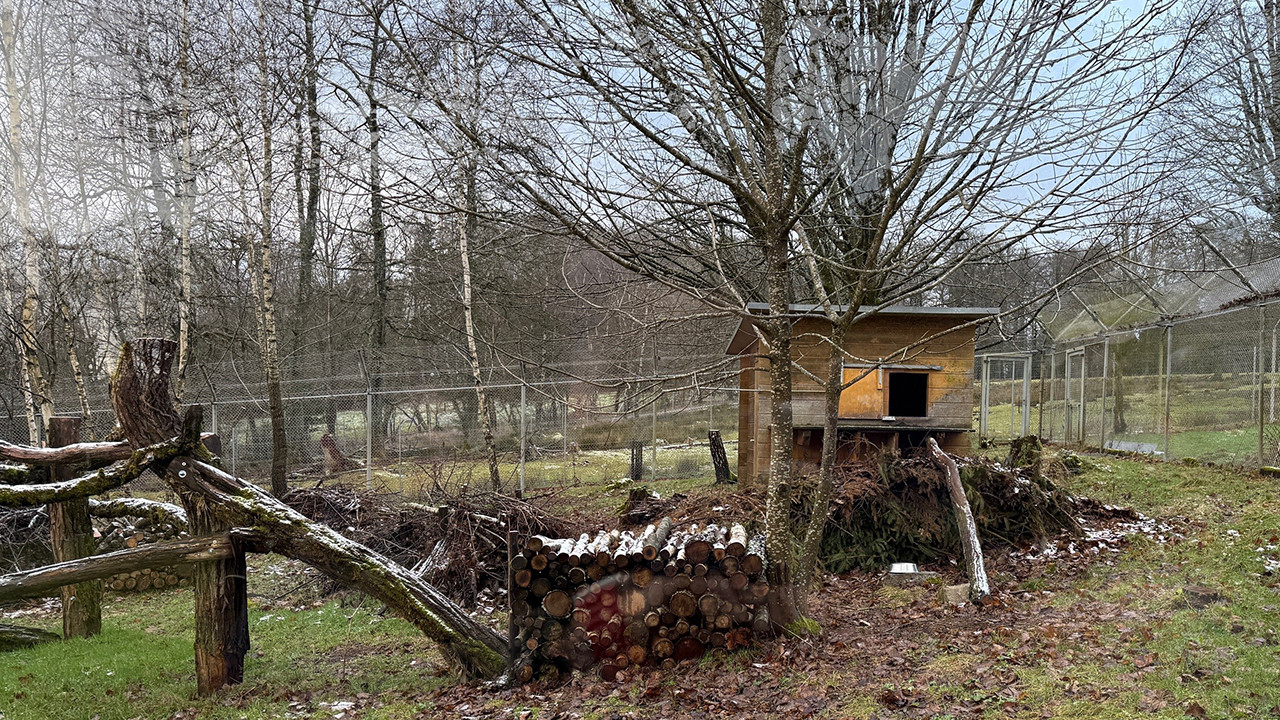 Das neue Wildkatzenfreigehege am Nationalparktor Wildenburg