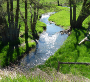 Wiese mit Bachlauf, Foto: LUWG