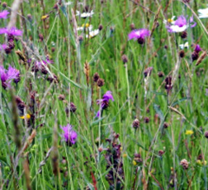 Blumenwiese