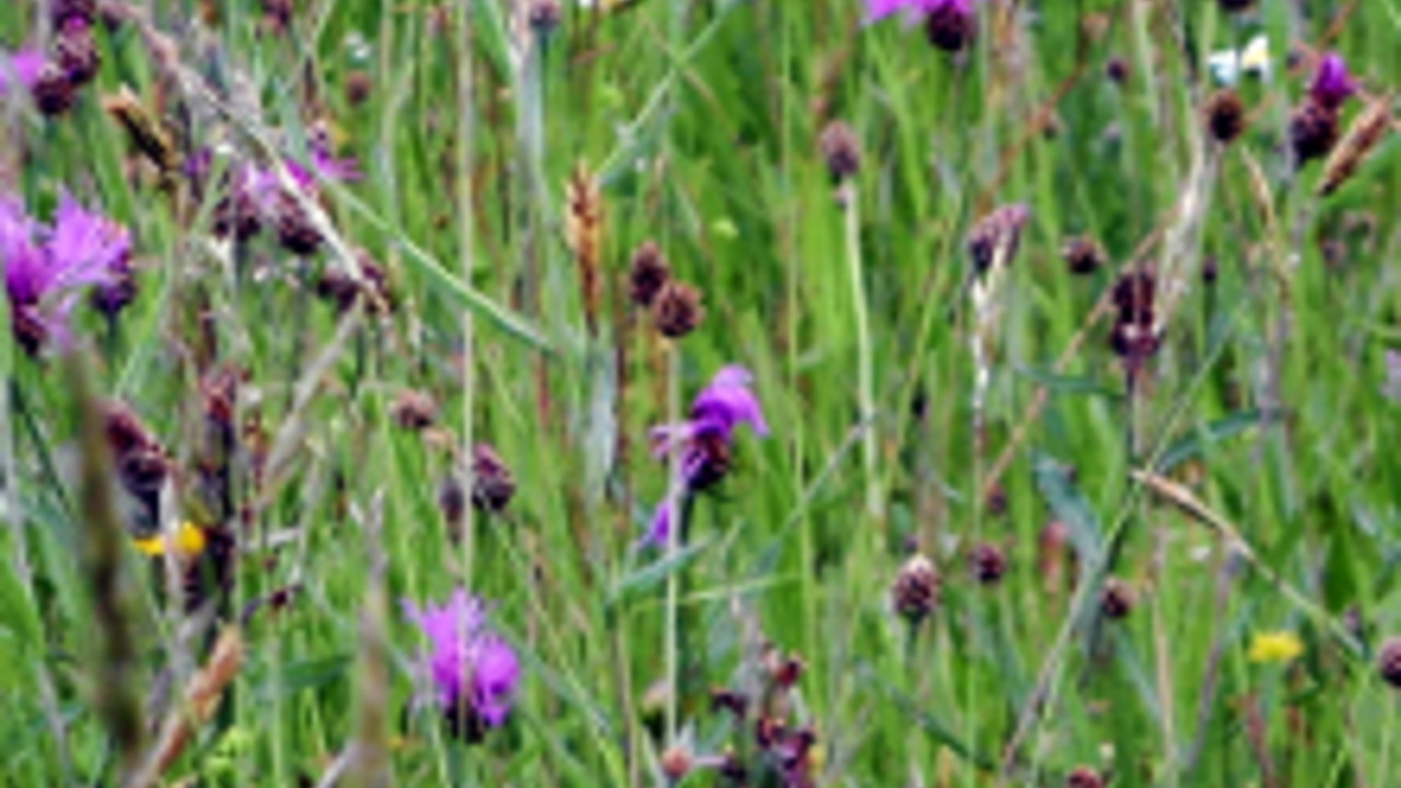 Blumenwiese Blumenwiese