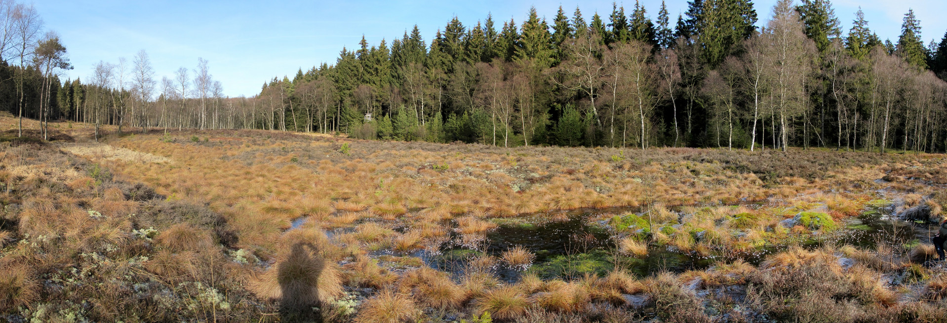 Das Bild zeigt ein Hochmoor im Naturschutzgebiet Truffvenn