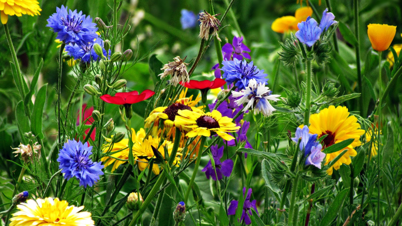 Blumenwiese im Garten