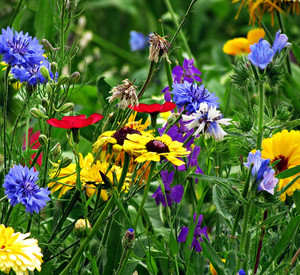 Blumenwiese im Garten