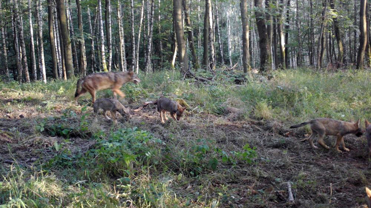 Wolfsfamilie
