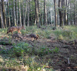 Wolfsfamilie
