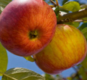 Äpfel am Baum, Foto: Europäische Kommission