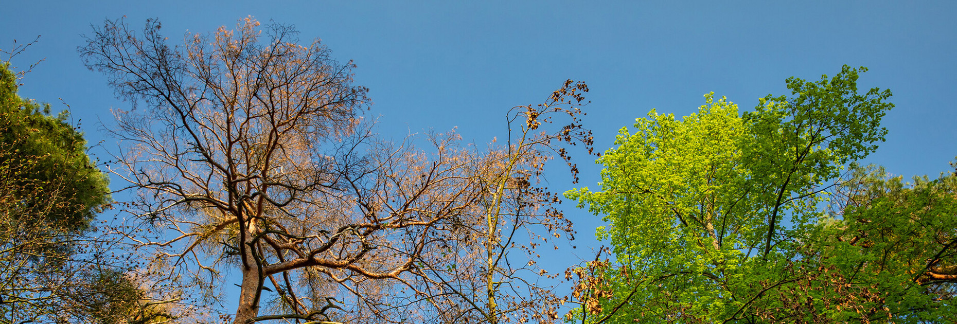 Geschädigte Bäume im Wald