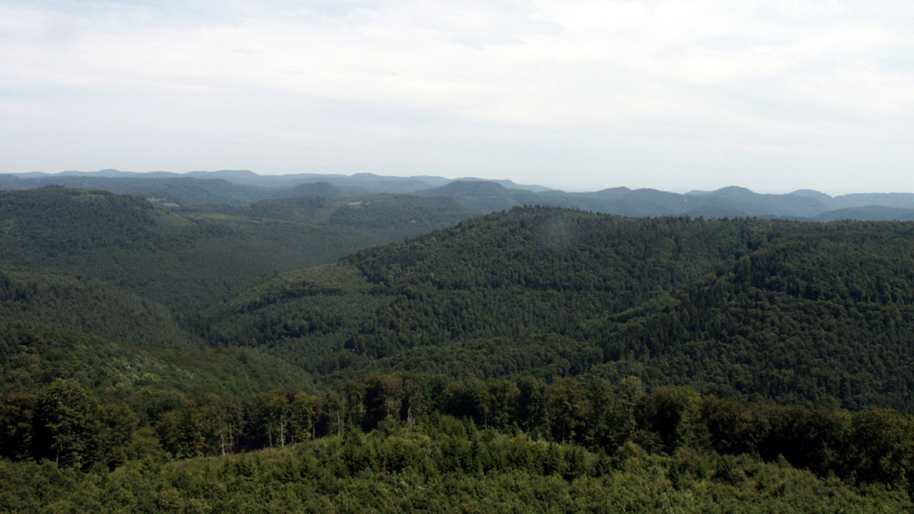 Pfälzerwald