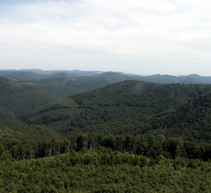 Pfälzerwald