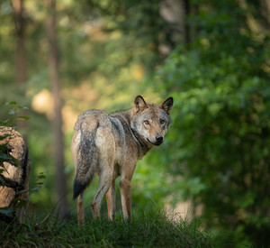 Wolf im Wald