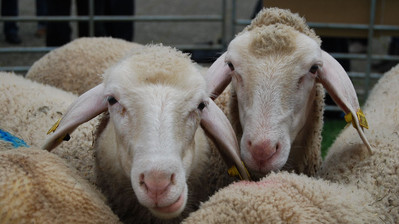 Zwei Schafe 