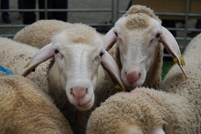 Zwei Schafe 