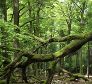 Waldkulisse im Hunsrück, Foto: Gerhard Hänsel