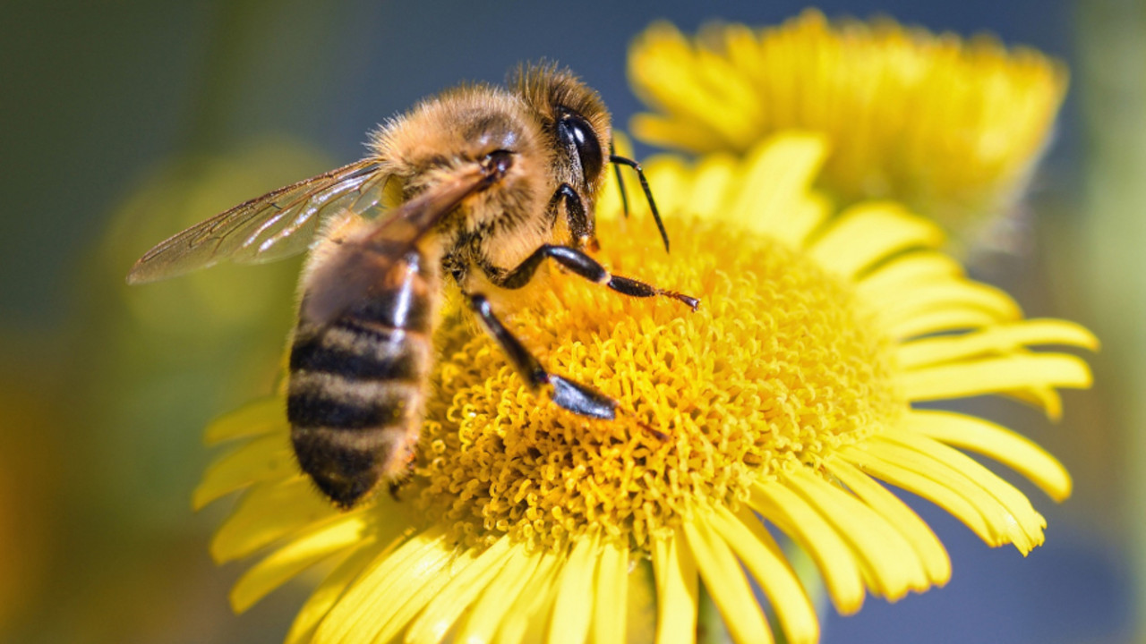 Biene auf gelber Blume