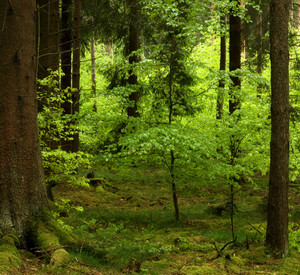 Frühlingswald