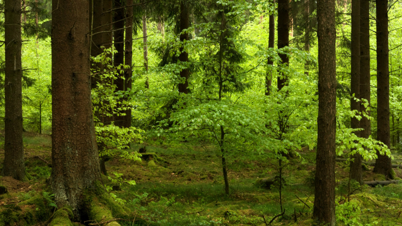 Frühlingswald