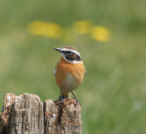 Braunkehlchen
