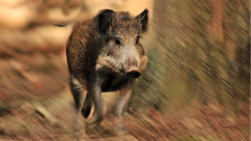 Katrin Eder: „Die Gefahr ist weiterhin groß, die Afrikanische Schweinepest einzuschleppen“