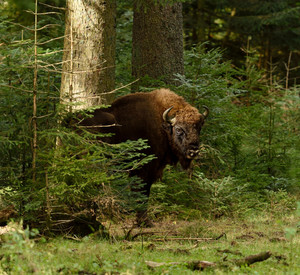 Wisent