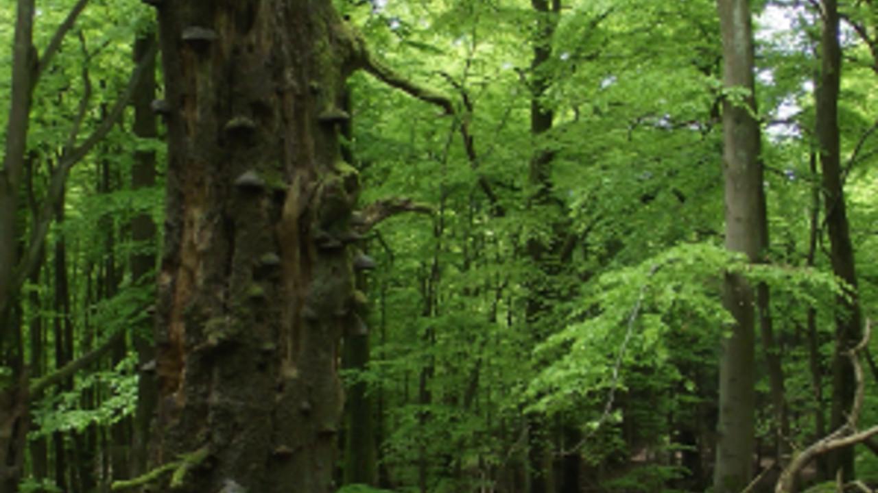 Wald im Hunsrück