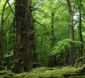 Wald im Hunsrück