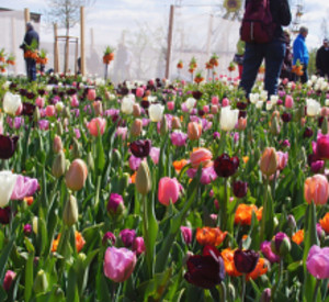 Farbenprächtiges Blumenbeet  auf der Landesgartenschau in Landau