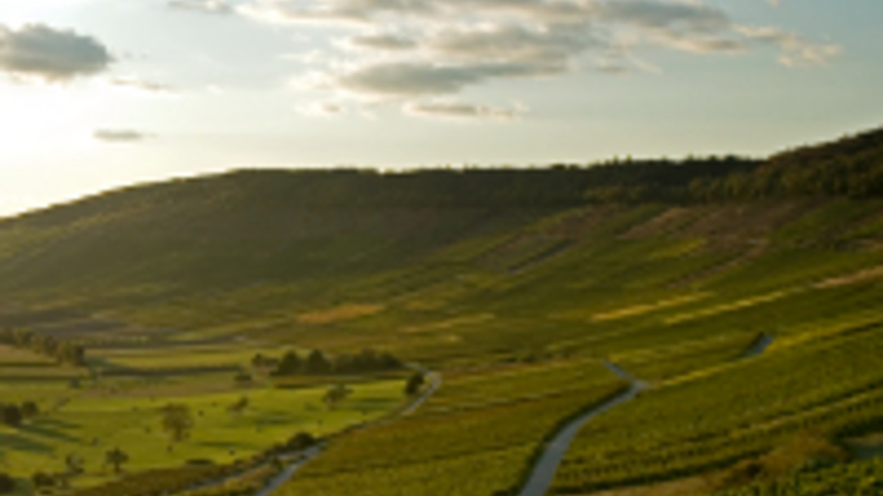 Weinberge im Landkreis Bernkastel-Wittlich. Foto: Weingut zur Römerkelter
