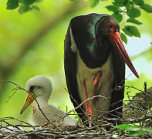 Schwarzstorchküken mit Altstorch im Nest.Foto: Landesforsten RLP, Hansen/Lamour
