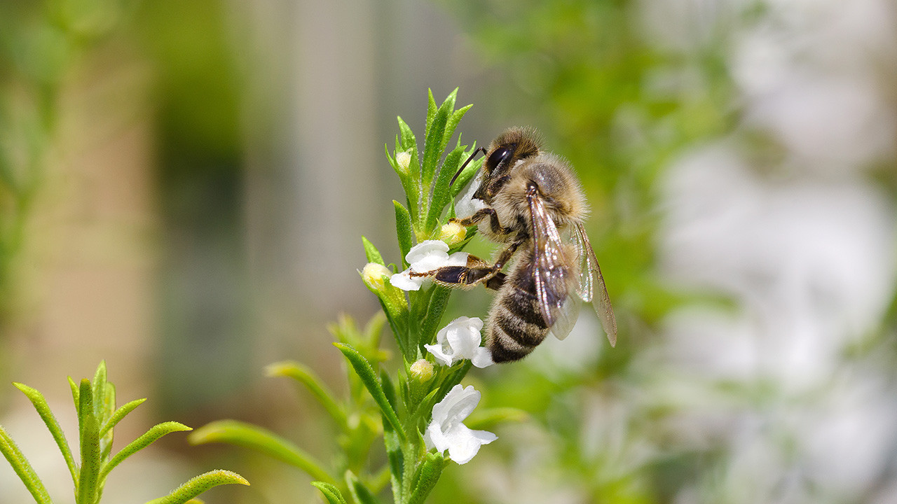 Biene an Pflanze