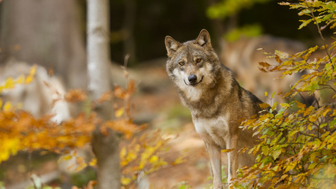Katrin Eder: „Westerwald bekommt eine eigene Anlaufstelle für alle Fragen rund um das Wolfsmanagement“