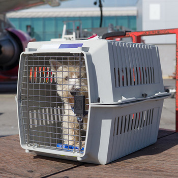 Hund in einer Transportbox