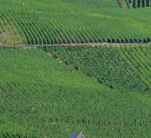 Weinberg an der Mosel. Foto: DWI