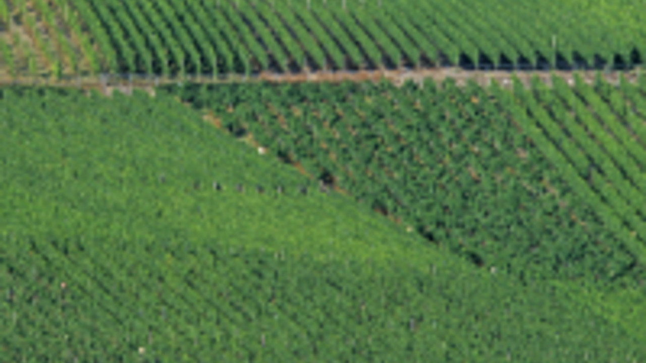 Weinberg an der Mosel. Foto: DWI Weinberg an der Mosel. Foto: DWI