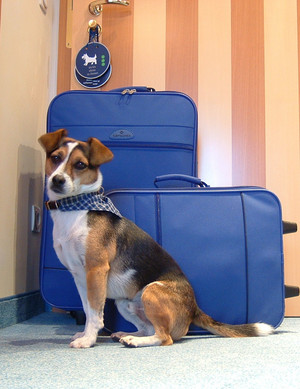 Hund vor blauen Reisekoffern