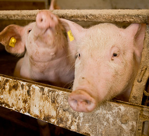 Schweine im Stall