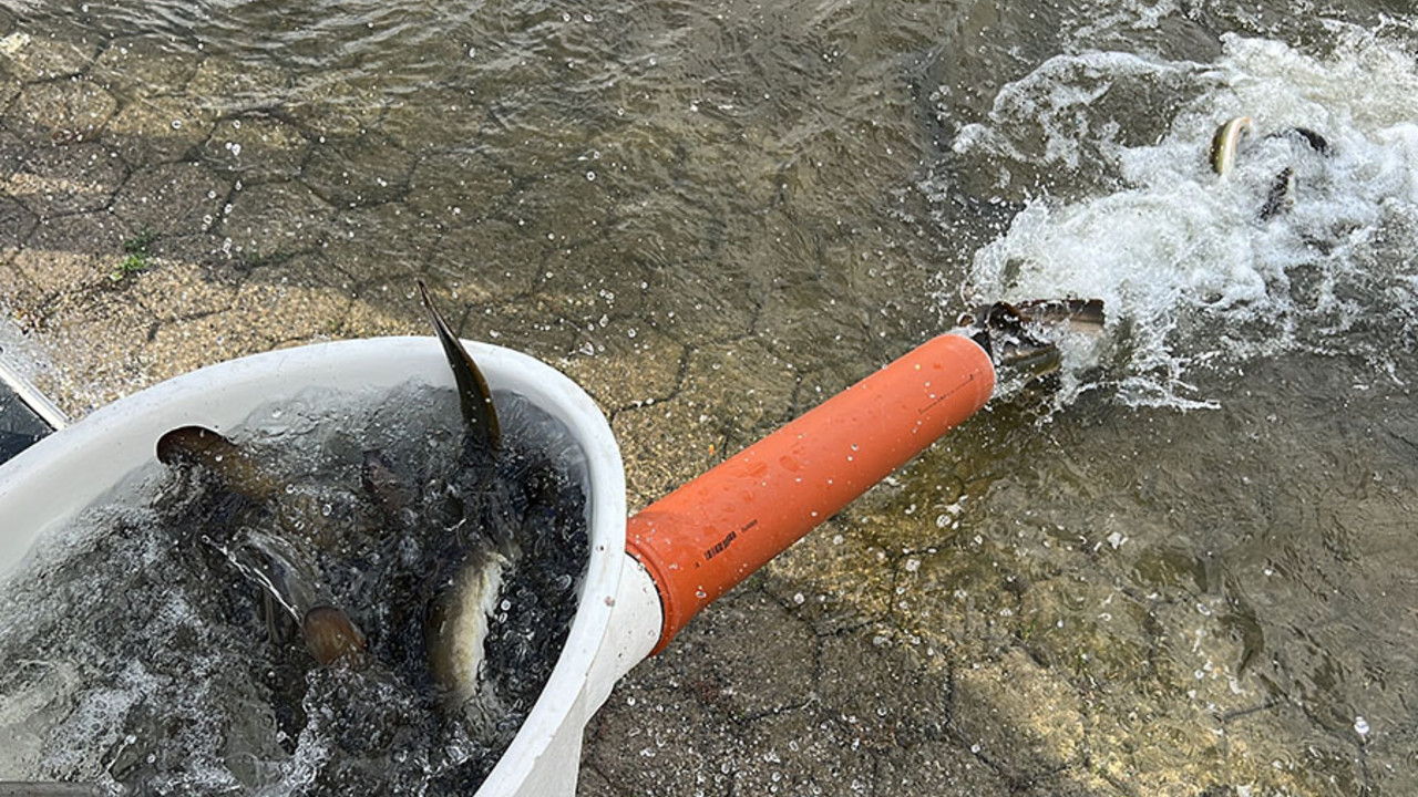 Freisetzung der Aale in den Rhein