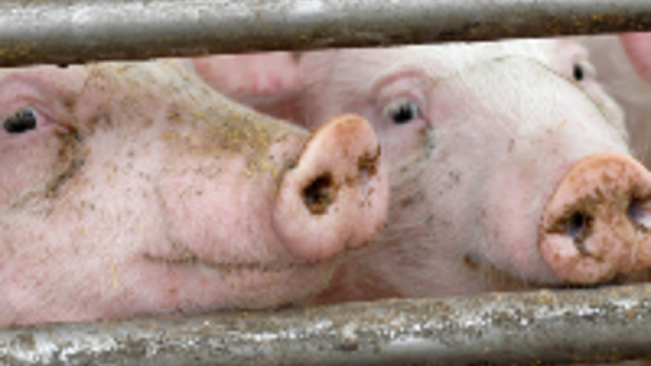 Schweine im Stall, Foto: istockphoto