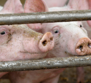 Schweine im Stall, Foto: istockphoto