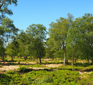 Moorlandschaft Oberschockelbruch