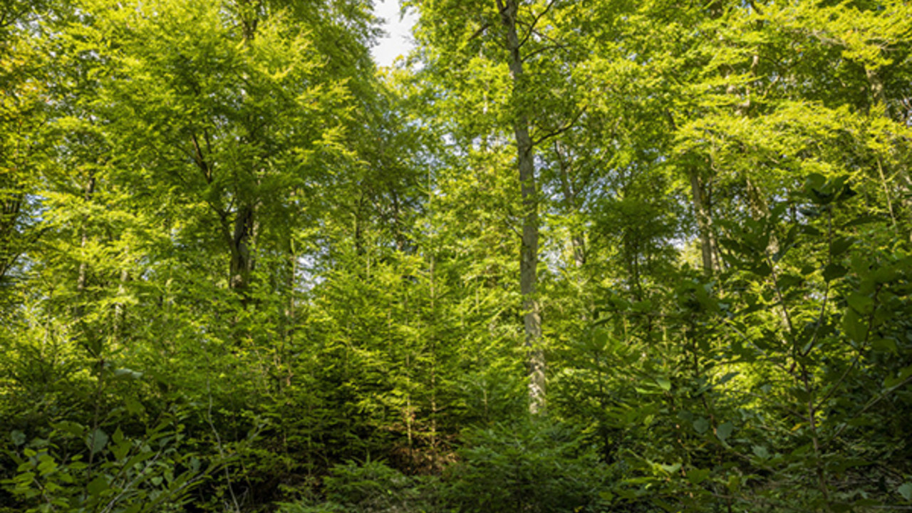 Klimawald Soonwald