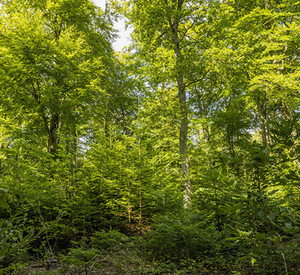 Klimawald Soonwald