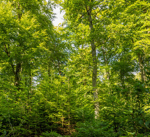 Laub- und Nadelbäume im Soonwald